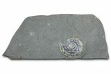 Iridescent Ammonite (Psiloceras) Fossil - England #350959-1